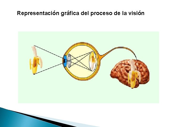 Representación gráfica del proceso de la visión 