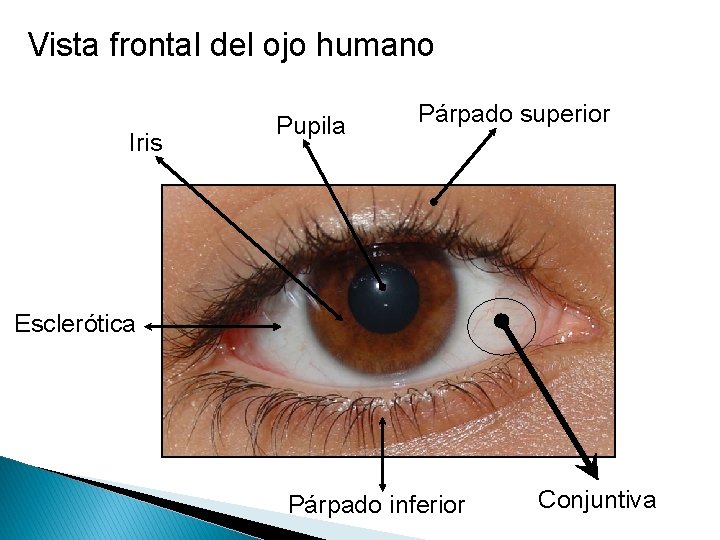 Vista frontal del ojo humano Iris Pupila Párpado superior Esclerótica Párpado inferior Conjuntiva 