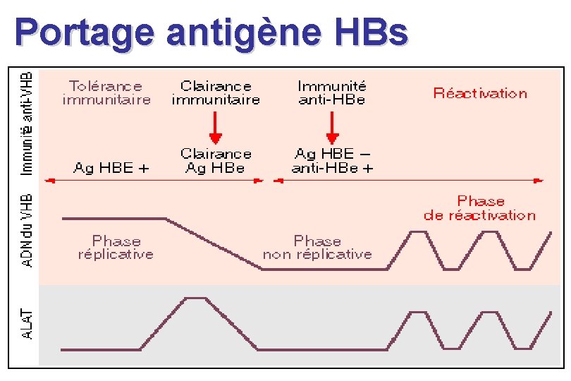Portage antigène HBs Portage antigène HBs