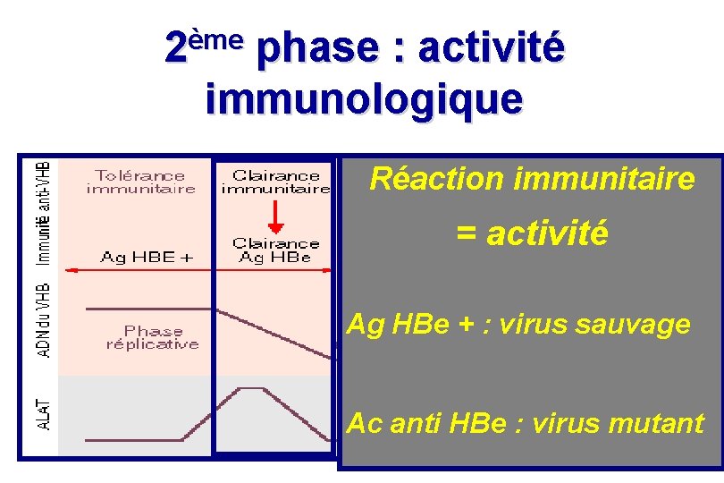 ème 2 phase : activité immunologique Réaction immunitaire = activité Ag HBe + : ème 2 phase : activité immunologique Réaction immunitaire = activité Ag HBe + :