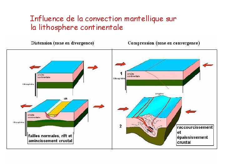Influence de la convection mantellique sur la lithosphere continentale 