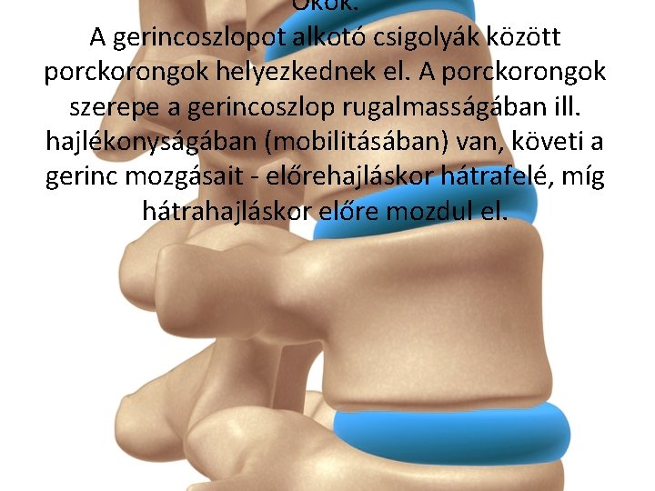 Okok. A gerincoszlopot alkotó csigolyák között porckorongok helyezkednek el. A porckorongok szerepe a gerincoszlop