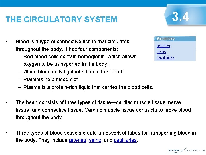 THE CIRCULATORY SYSTEM 3. 4 • Blood is a type of connective tissue that