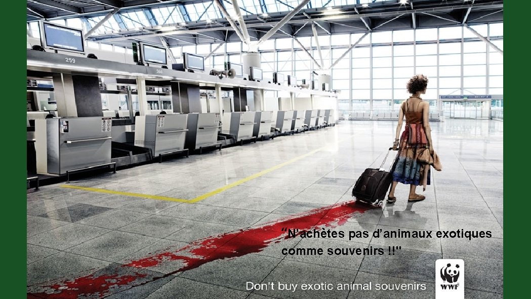 “N’achètes pas d’animaux exotiques comme souvenirs !!" 