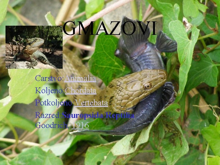 GMAZOVI Carstvo: Animalia Koljeno: Chordata Potkoljeno: Vertebata Razred: Sauropsida/Reptilia Goodrich, 1916. 