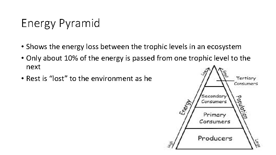 Energy Pyramid • Shows the energy loss between the trophic levels in an ecosystem