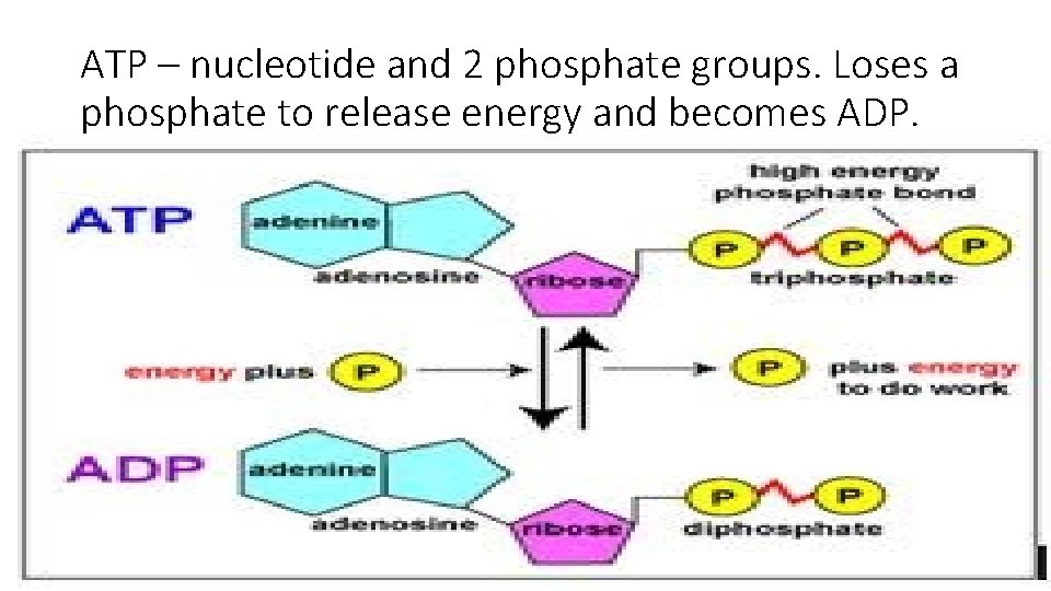 ATP – nucleotide and 2 phosphate groups. Loses a phosphate to release energy and