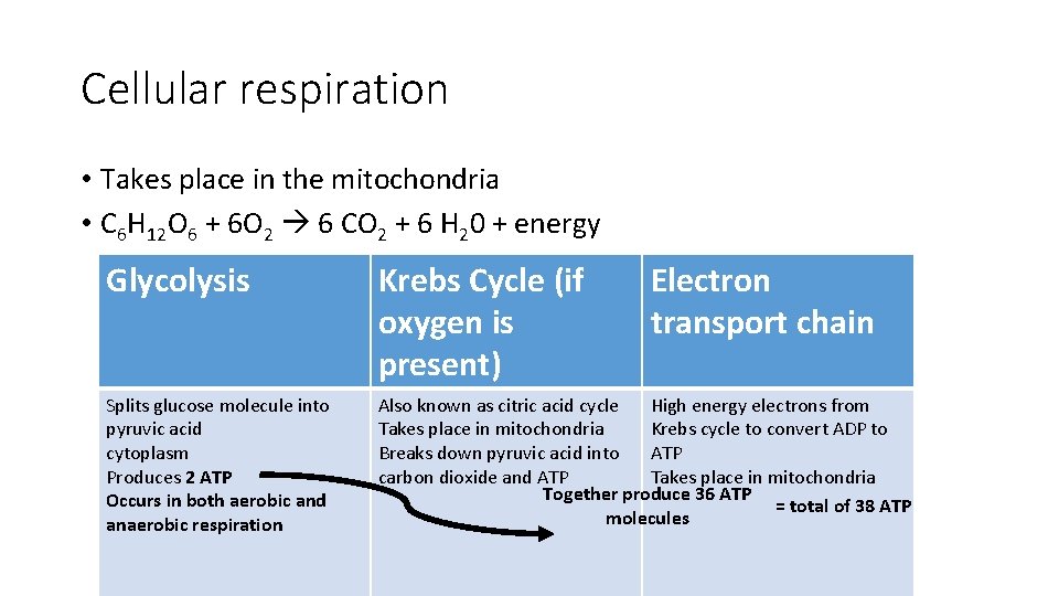 Cellular respiration • Takes place in the mitochondria • C 6 H 12 O