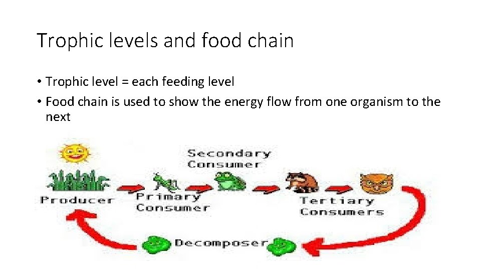 Trophic levels and food chain • Trophic level = each feeding level • Food