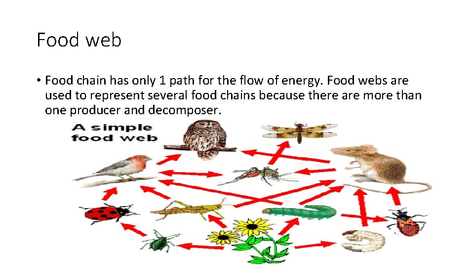 Food web • Food chain has only 1 path for the flow of energy.