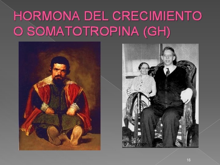 HORMONA DEL CRECIMIENTO O SOMATOTROPINA (GH) 16 HORMONA DEL CRECIMIENTO O SOMATOTROPINA (GH) 16