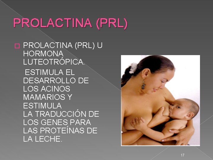 PROLACTINA (PRL) U HORMONA LUTEOTRÓPICA. ESTIMULA EL DESARROLLO DE LOS ACINOS MAMARIOS Y ESTIMULA PROLACTINA (PRL) U HORMONA LUTEOTRÓPICA. ESTIMULA EL DESARROLLO DE LOS ACINOS MAMARIOS Y ESTIMULA