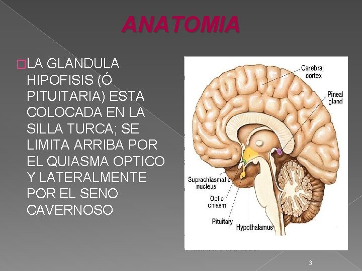 ANATOMIA �LA GLANDULA HIPOFISIS (Ó PITUITARIA) ESTA COLOCADA EN LA SILLA TURCA; SE LIMITA ANATOMIA �LA GLANDULA HIPOFISIS (Ó PITUITARIA) ESTA COLOCADA EN LA SILLA TURCA; SE LIMITA