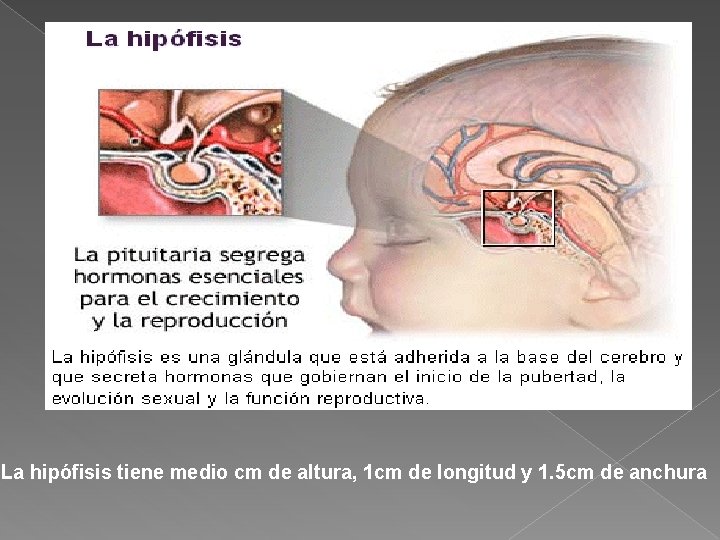 La hipófisis tiene medio cm de altura, 1 cm de longitud y 1. 5 La hipófisis tiene medio cm de altura, 1 cm de longitud y 1. 5