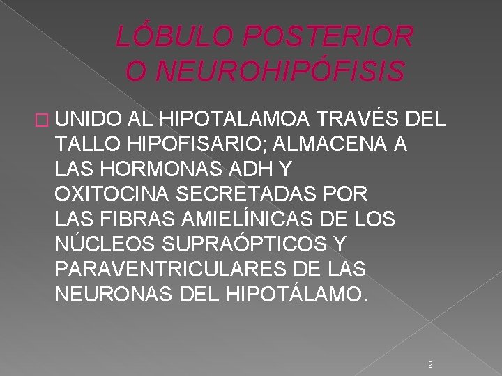 LÓBULO POSTERIOR O NEUROHIPÓFISIS � UNIDO AL HIPOTALAMOA TRAVÉS DEL TALLO HIPOFISARIO; ALMACENA A LÓBULO POSTERIOR O NEUROHIPÓFISIS � UNIDO AL HIPOTALAMOA TRAVÉS DEL TALLO HIPOFISARIO; ALMACENA A