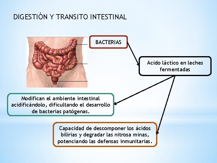 DIGESTIÒN Y TRANSITO INTESTINAL BACTERIAS Acido láctico en leches fermentadas Modifican el ambiente intestinal
