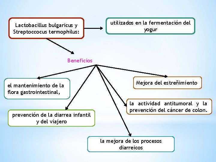 Lactobacillus bulgaricus y Streptoccocus termophilus: utilizados en la fermentación del yogur Beneficios el mantenimiento