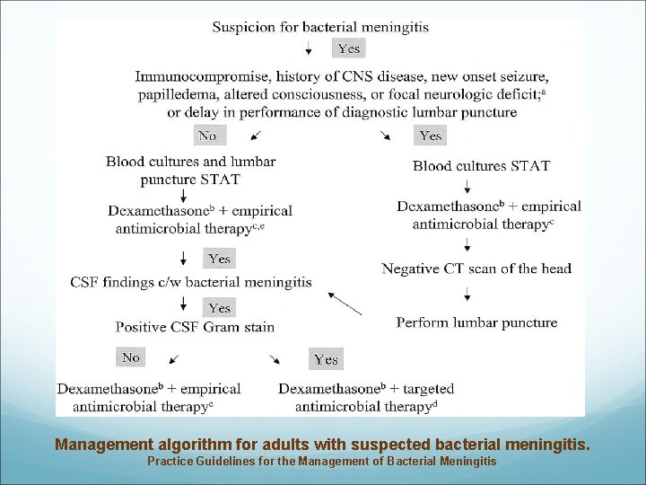 Management algorithm for adults with suspected bacterial meningitis. Practice Guidelines for the Management of