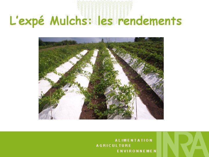 L’expé Mulchs: les rendements ALIMENTATION AGRICULTURE ENVIRONNEMENT 