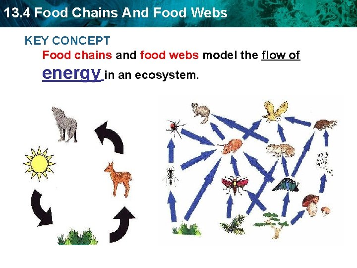 13. 4 Food Chains And Food Webs KEY CONCEPT Food chains and food webs