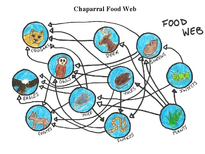 Chaparral Food Web 