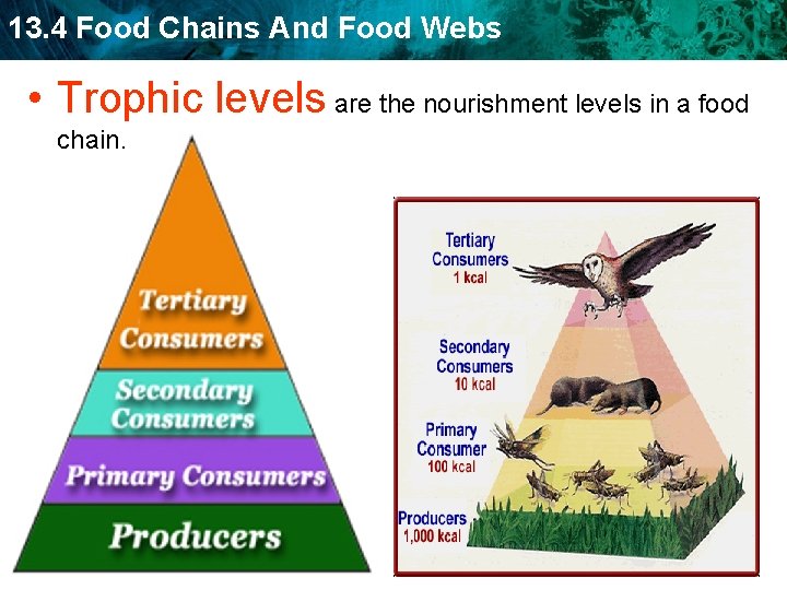 13. 4 Food Chains And Food Webs • Trophic levels are the nourishment levels