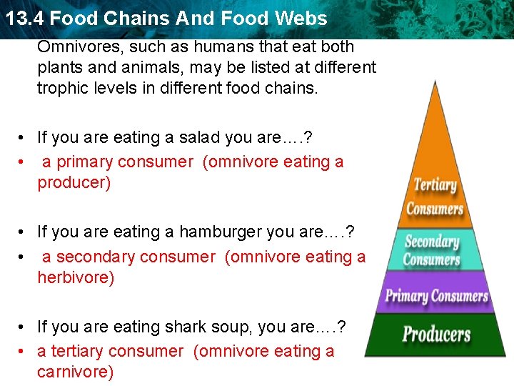 13. 4 Food Chains And Food Webs Omnivores, such as humans that eat both