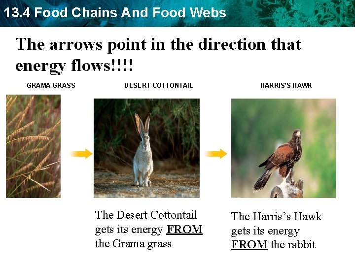 13. 4 Food Chains And Food Webs The arrows point in the direction that