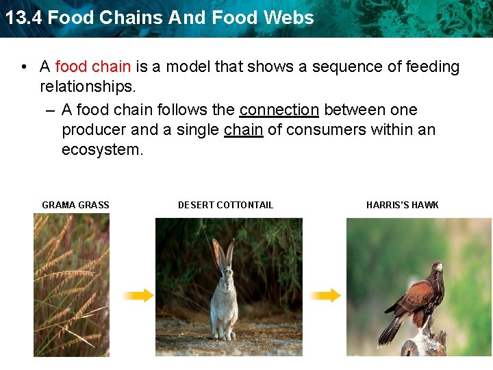 13. 4 Food Chains And Food Webs • A food chain is a model