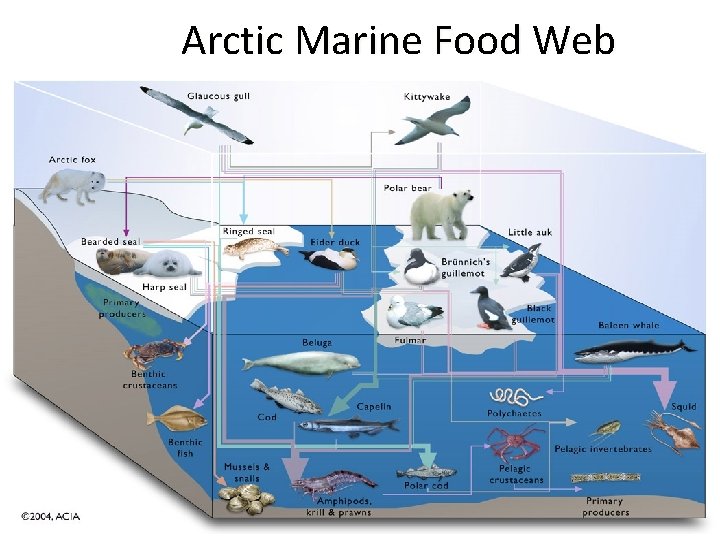 Arctic Marine Food Web 