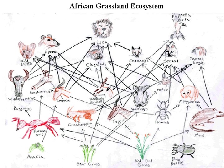 African Grassland Ecosystem 
