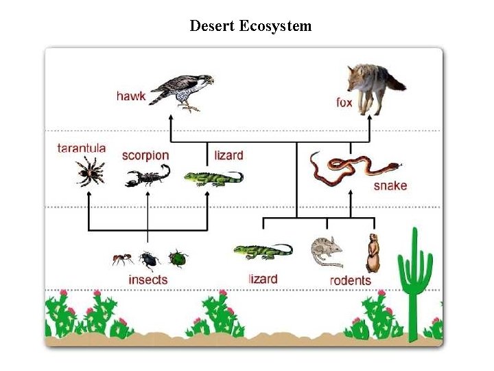 Desert Ecosystem 