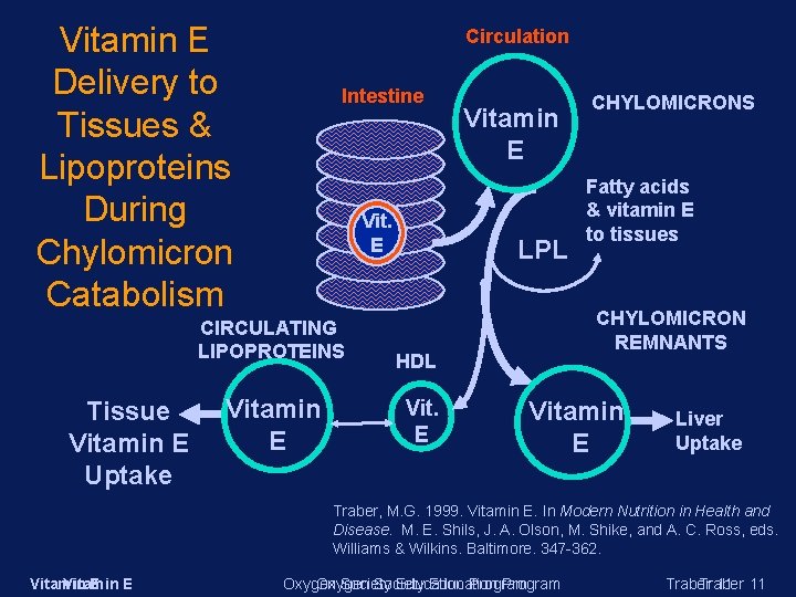 Vitamin E Delivery to Tissues & Lipoproteins During Chylomicron Catabolism Circulation Intestine Vit. E