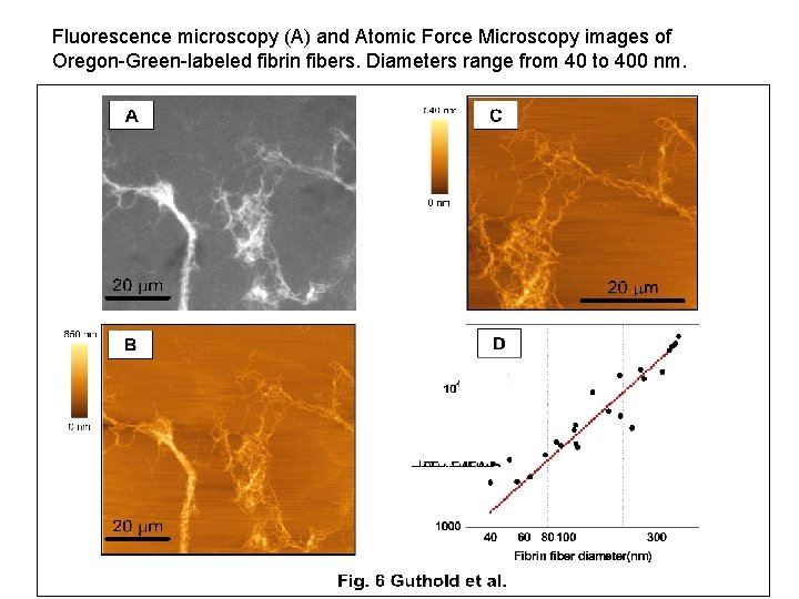 Fluorescence microscopy (A) and Atomic Force Microscopy images of Oregon-Green-labeled fibrin fibers. Diameters range Fluorescence microscopy (A) and Atomic Force Microscopy images of Oregon-Green-labeled fibrin fibers. Diameters range