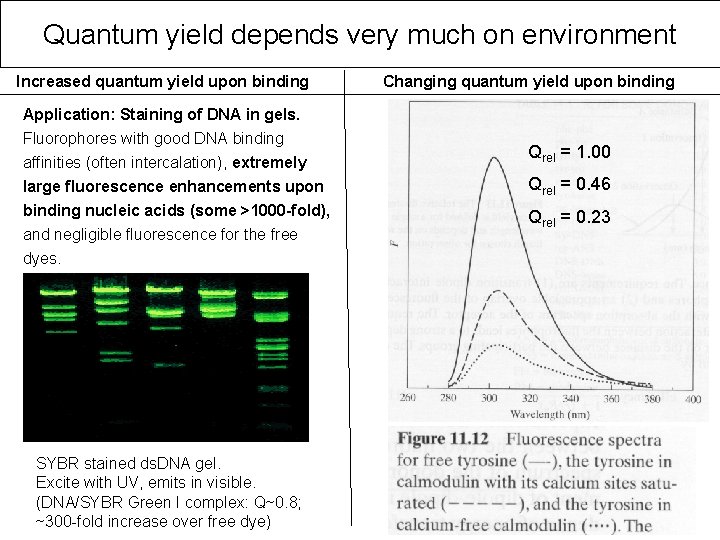 Quantum yield depends very much on environment Increased quantum yield upon binding Application: Staining Quantum yield depends very much on environment Increased quantum yield upon binding Application: Staining