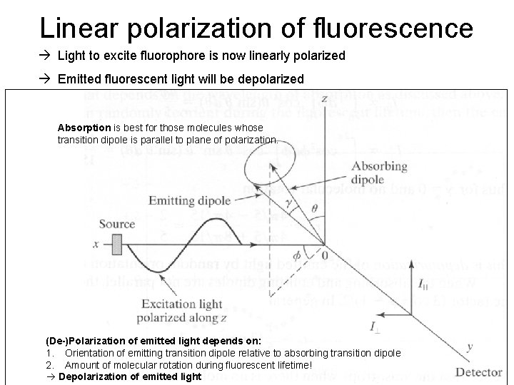 Linear polarization of fluorescence Light to excite fluorophore is now linearly polarized Emitted fluorescent Linear polarization of fluorescence Light to excite fluorophore is now linearly polarized Emitted fluorescent