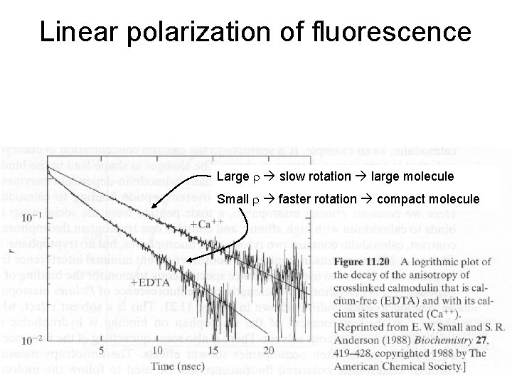 Linear polarization of fluorescence Large r slow rotation large molecule Small r faster rotation Linear polarization of fluorescence Large r slow rotation large molecule Small r faster rotation