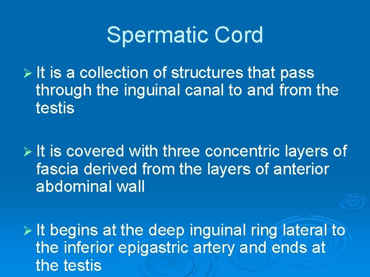 Spermatic Cord Ø It is a collection of structures that pass through the inguinal