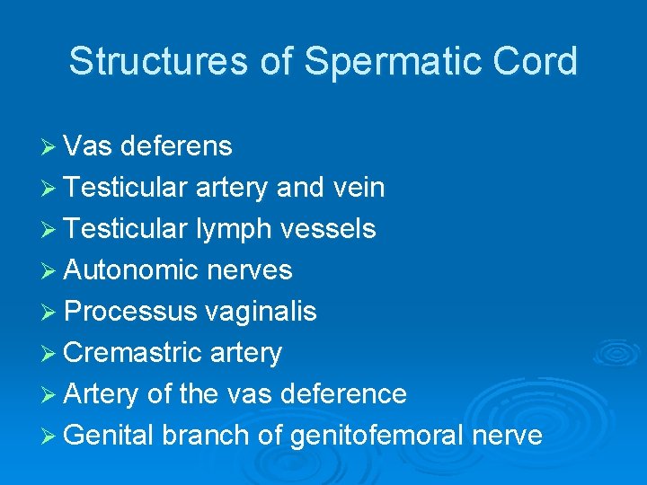 Structures of Spermatic Cord Ø Vas deferens Ø Testicular artery and vein Ø Testicular