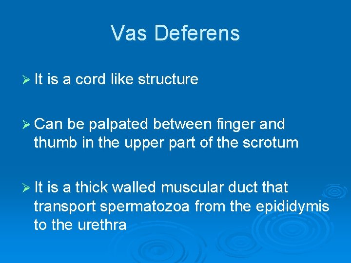 Vas Deferens Ø It is a cord like structure Ø Can be palpated between