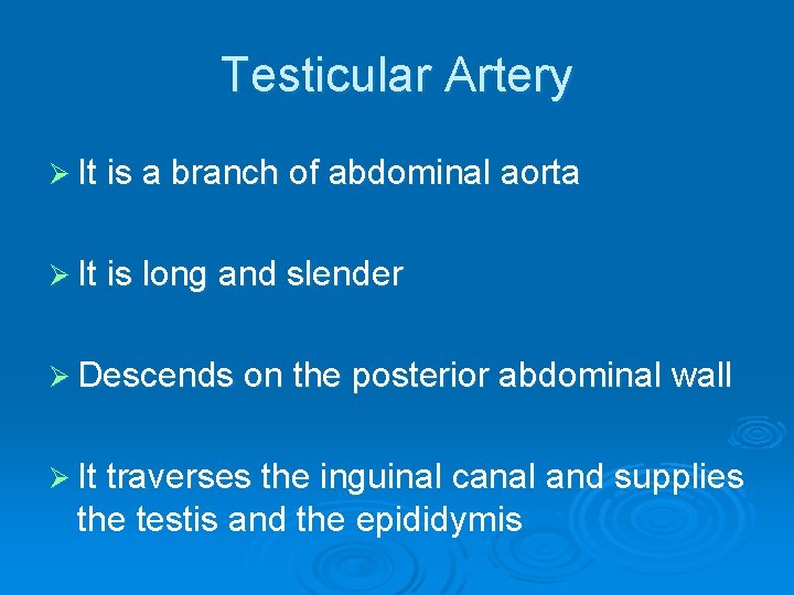 Testicular Artery Ø It is a branch of abdominal aorta Ø It is long