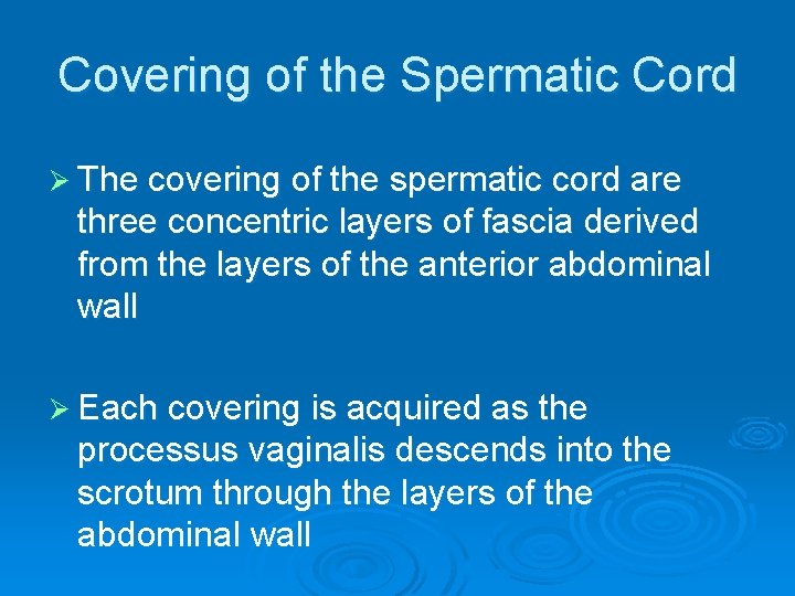 Covering of the Spermatic Cord Ø The covering of the spermatic cord are three Covering of the Spermatic Cord Ø The covering of the spermatic cord are three