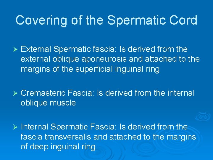 Covering of the Spermatic Cord Ø External Spermatic fascia: Is derived from the external