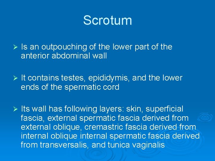 Scrotum Ø Is an outpouching of the lower part of the anterior abdominal wall