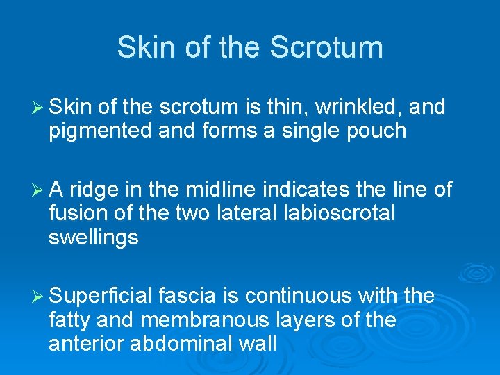 Skin of the Scrotum Ø Skin of the scrotum is thin, wrinkled, and pigmented