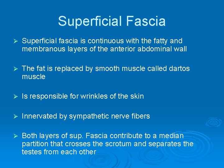 Superficial Fascia Ø Superficial fascia is continuous with the fatty and membranous layers of