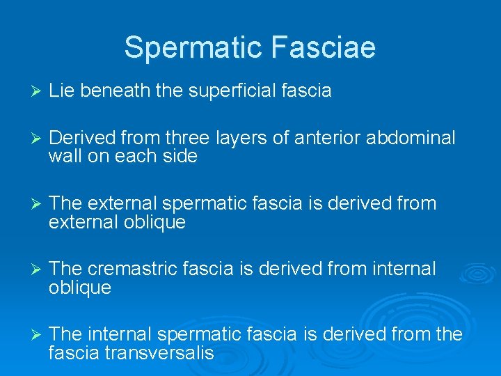 Spermatic Fasciae Ø Lie beneath the superficial fascia Ø Derived from three layers of