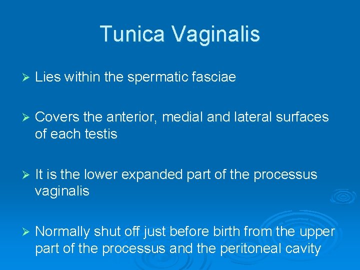 Tunica Vaginalis Ø Lies within the spermatic fasciae Ø Covers the anterior, medial and