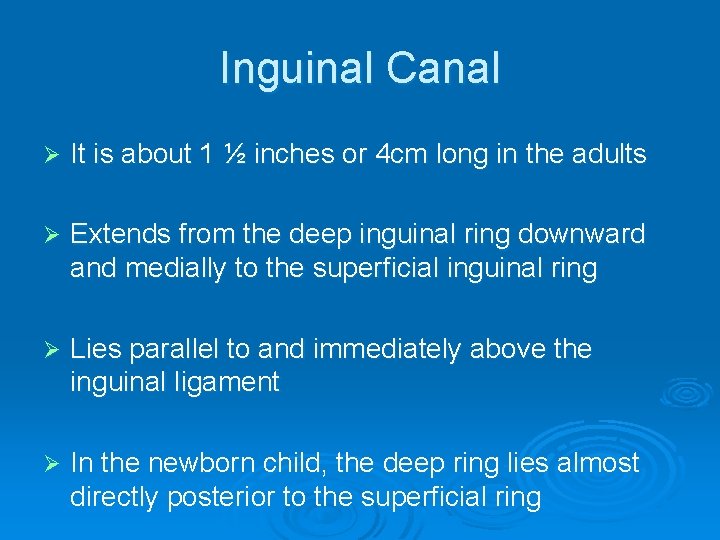 Inguinal Canal Ø It is about 1 ½ inches or 4 cm long in