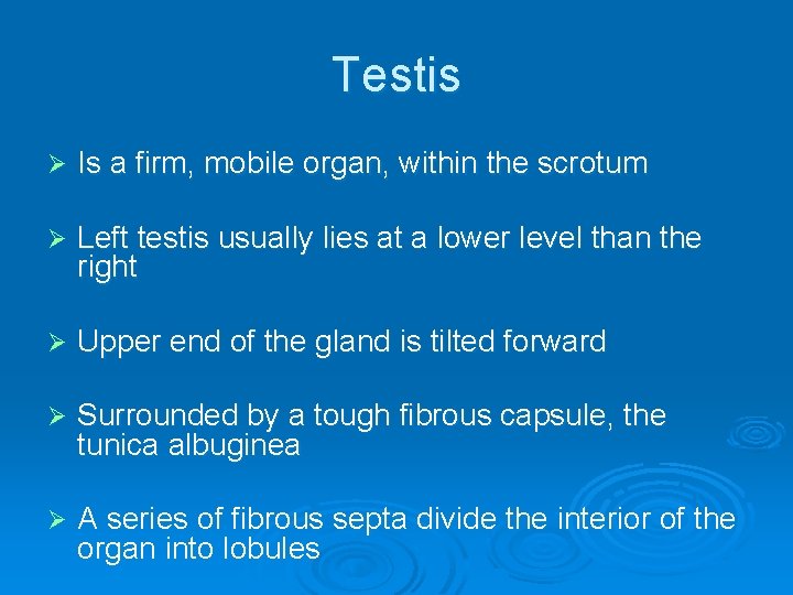 Testis Ø Is a firm, mobile organ, within the scrotum Ø Left testis usually